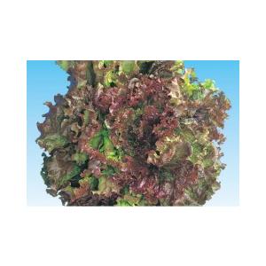 たね 横浜植木 レッド  リーフ レタス　ハリウッド　Lコート 5000粒