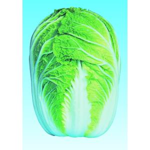 たね 横浜植木  ハクサイ はくさい 白菜　冬将軍80　小袋