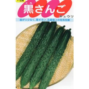 キュウリ　黒さんご　小袋1.2ml入り　　郵便発送商品