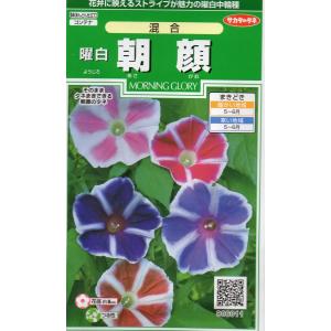 朝顔 曜白 ようじろ 混合 サカタのタネ 1ml アサガオ youjirokongo Hana Uta 米沢園芸 Yahoo 店 通販 Yahoo ショッピング