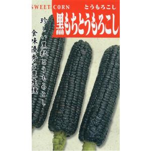 トウモロコシ　黒もちとうもろこし小袋　20ml入り　郵便商品