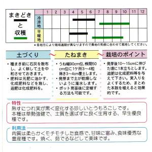 トウモロコシ 黒もちとうもろこし小袋 20ml...の詳細画像1