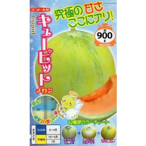 メロン キューピット　小袋　7粒入り　郵便発送商品