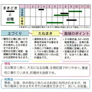 タマネギ イコル(寒地【北海道・東北北部(秋田...の詳細画像1