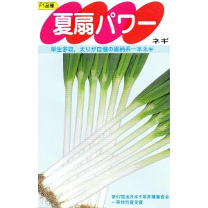 ネギ　夏扇パワー　小袋　3ml入り　郵便発送商品