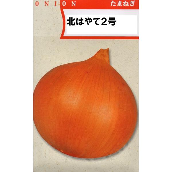 タマネギ　北はやて２号（寒地【北海道・東北北部（秋田県・岩手県以北）】向き品種）　小袋　コート種子2...