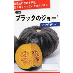 カボチャ　ブラックのジョー　小袋 6粒入り　郵便発送商品｜tanenonozaki