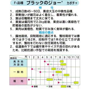 カボチャ ブラックのジョー 小袋 6粒入り 郵...の詳細画像1