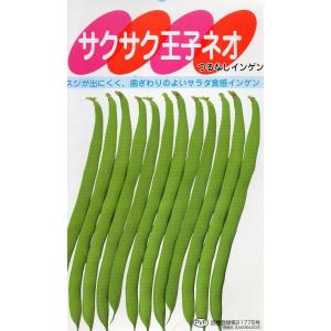 つるなしインゲン　サクサク王子ネオ（品種登録21775）　小袋　20ml入り　郵便発送商品