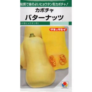カボチャ　バターナッツ　小袋 　16粒入り　郵便発送商品
