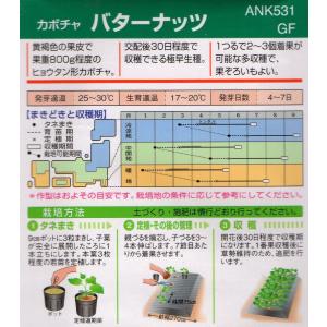 カボチャ バターナッツ 小袋 16粒入り 郵便...の詳細画像1