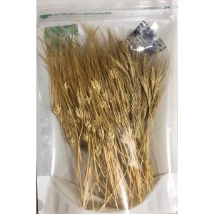 乾燥小さな大麦・ライ麦の穂60ｇ　2023年収穫｜tangobokusou