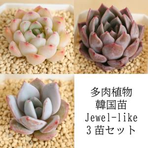 多肉植物　韓国苗　エケベリア　Jewel-like3苗セット　韓国直輸入多肉植物　交配種　お試し