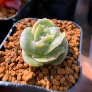 農園直売 多肉植物 寄せ植え エケベリア属 優選原種エボニー（超