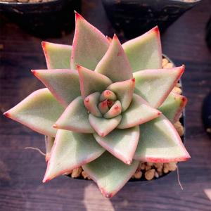 当店農園直売　多肉植物　エケベリア属　原種エボニー（大）　Ebony　抜き苗　多肉専門VERVE