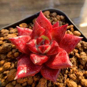 農園直売 多肉植物 寄せ植え エケベリア属 ロ...の詳細画像1