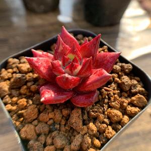 農園直売 多肉植物 寄せ植え エケベリア属 ロ...の詳細画像2