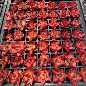 農園直売 多肉植物 寄せ植え エケベリア属 ロ...の詳細画像3