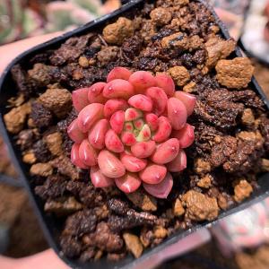 多肉 植物 ピンク ルビーの商品一覧 通販 Yahoo ショッピング