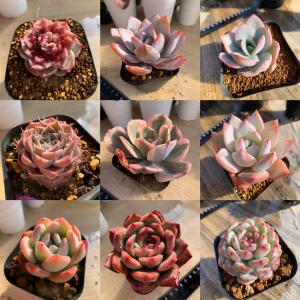 期間限定増量 農園直売 多肉植物 寄せ植え 季...の詳細画像3