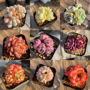 期間限定増量 農園直売 多肉植物 寄せ植え 季...の詳細画像4