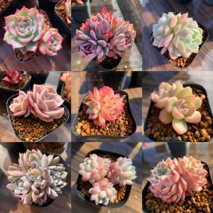 期間限定増量 農園直売 多肉植物 寄せ植え 季...の詳細画像5