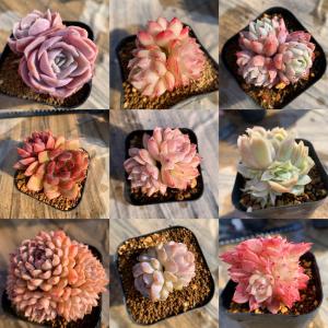 期間限定増量 農園直売 多肉植物 寄せ植え 季...の詳細画像4