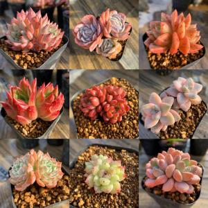 期間限定増量 農園直売 多肉植物 寄せ植え 季...の詳細画像5