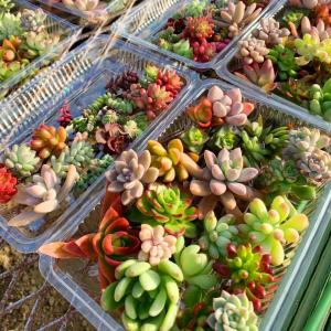 農園直売 多肉植物 寄せ植え アエオニウム属 季節4点 おまかせ