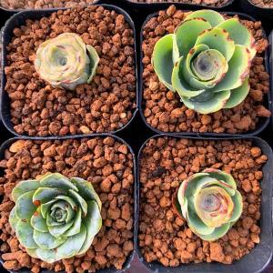 多肉植物 セット のおすすめランキング 訳あり 当店農園生産 苗 多肉植物 グリーノビア属セット４株 多肉専門verve