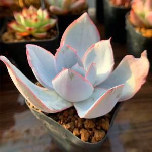 農園直売 多肉植物 寄せ植え エケベリア属 カ...の詳細画像1