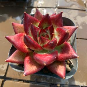 農園直売 多肉植物 寄せ植え エケベリア属 紅檀（新品種）（大）（美苗）ロメオルビンＸエボニー　抜き苗 観葉植物 インテリア