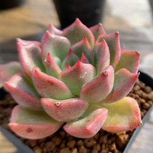 農園直売 多肉植物 寄せ植え エケベリア属 香妃 （大）新品種　超美苗 抜き苗 観葉植物 インテリア