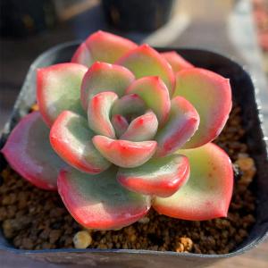 農園直売 多肉植物 寄せ植え エケベリア属 シュークリーム （新品種）抜き苗 観葉植物 インテリア