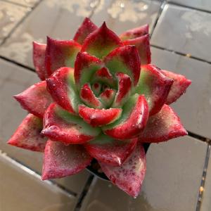 農園直売 多肉植物 寄せ植え エケベリア属 ロメオルビンｘコロラータ 新品種 超美苗 大 超レア 抜き苗 観葉植物 多肉専門verve 通販 Yahoo ショッピング