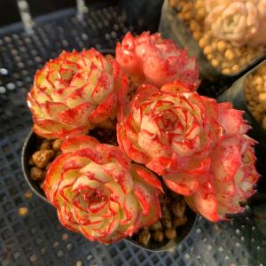 農園直売 多肉植物 寄せ植え エケベリア属 エルエンシノ （群）抜き苗 観葉植物 インテリア　多肉専門VERVE｜多肉専門VERVE