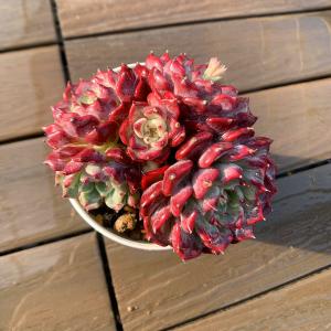 農園直売 多肉植物 寄せ植え エケベリア属 沙...の詳細画像1