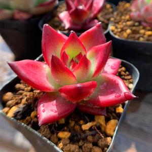 農園直売 多肉植物 寄せ植え エケベリア属 ロ...の詳細画像1