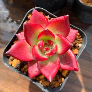 農園直売 多肉植物 寄せ植え エケベリア属 ロ...の詳細画像2