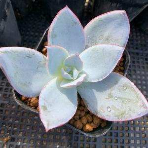 農園直売 多肉植物 寄せ植え エケベリア属 カン...の商品画像