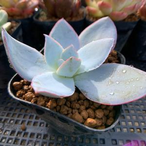 農園直売 多肉植物 寄せ植え エケベリア属 カ...の詳細画像1