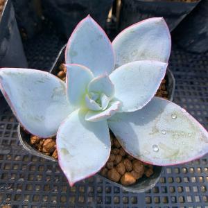 農園直売 多肉植物 寄せ植え エケベリア属 カ...の詳細画像2
