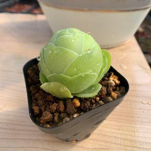 農園直売 多肉植物 寄せ植え エケベリア属 オロスタキス 富士 錦 超