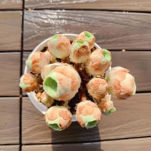 日本花キ流通 多肉植物 hmセダム シャンパンライム 春萌錦