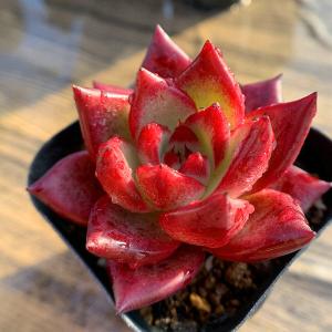 農園直売 多肉植物 寄せ植え エケベリア属 RE...の商品画像
