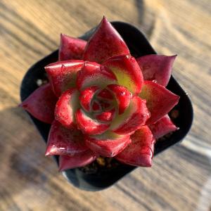 農園直売 多肉植物 寄せ植え エケベリア属 R...の詳細画像1
