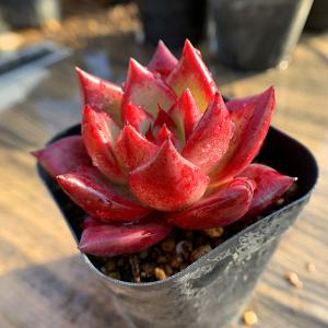 農園直売 多肉植物 寄せ植え エケベリア属 R...の詳細画像2