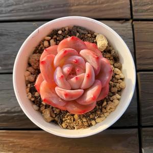 農園直売 多肉植物 寄せ植え エケベリア属 ヴィンセントカトー×桃美人