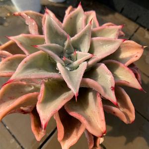 農園直売 多肉植物 寄せ植え エケベリア属 マ...の詳細画像1