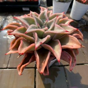 農園直売 多肉植物 寄せ植え エケベリア属 マ...の詳細画像2